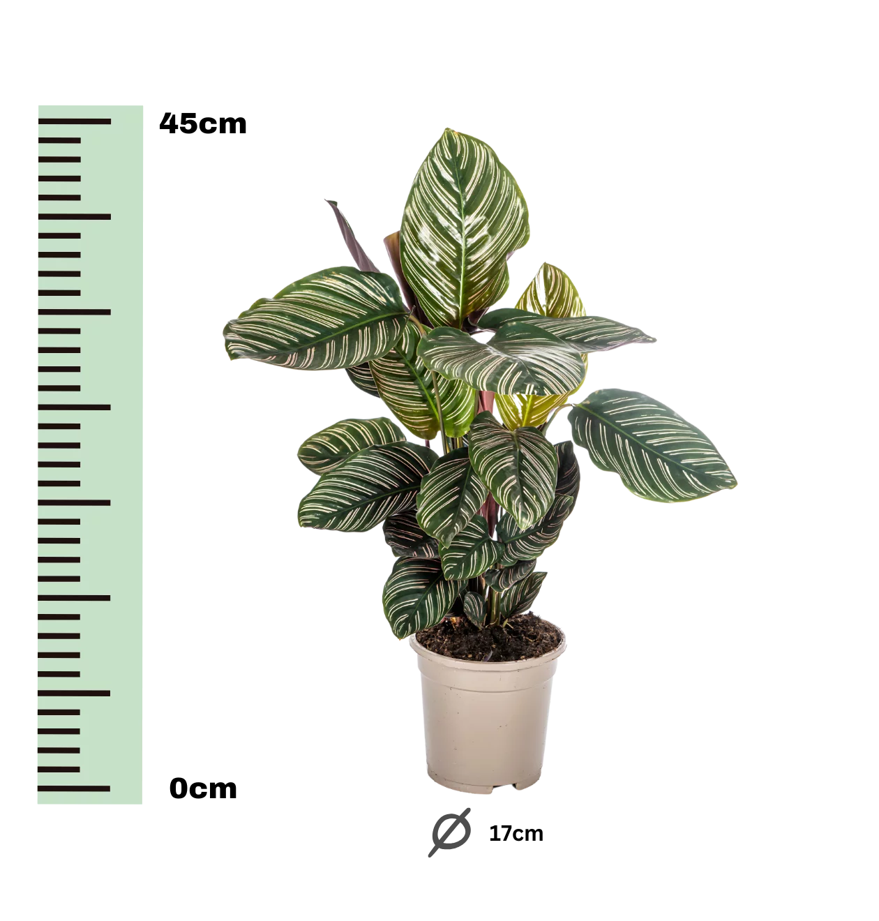 Calathea Ornata “Sanderiana” | Korbmarante | +/- 45cm | ø 17cm Topf