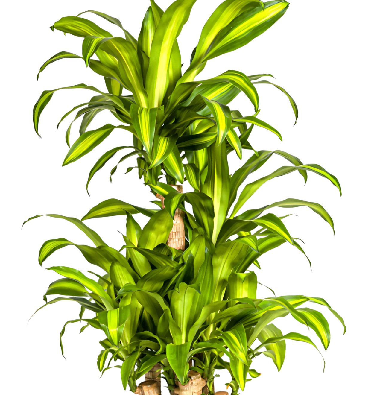 Dracaena Fragrans “Massangeana Karussell” | Drachenbaum | +/- 140cm | ø 30cm Topf