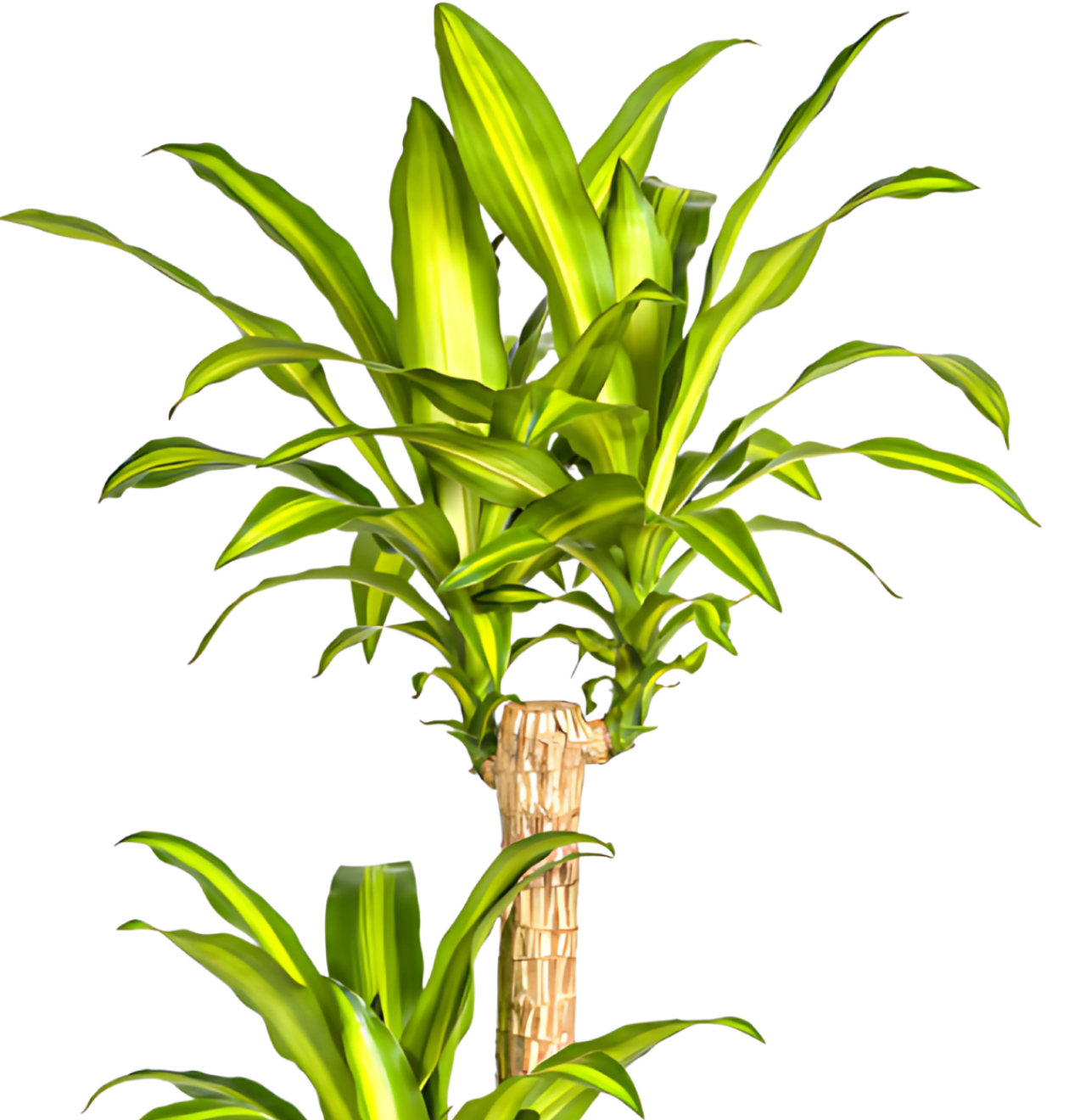 Dracaena Fragrans “Massangeana” | Drachenbaum | +/- 140cm | ø 24cm Topf