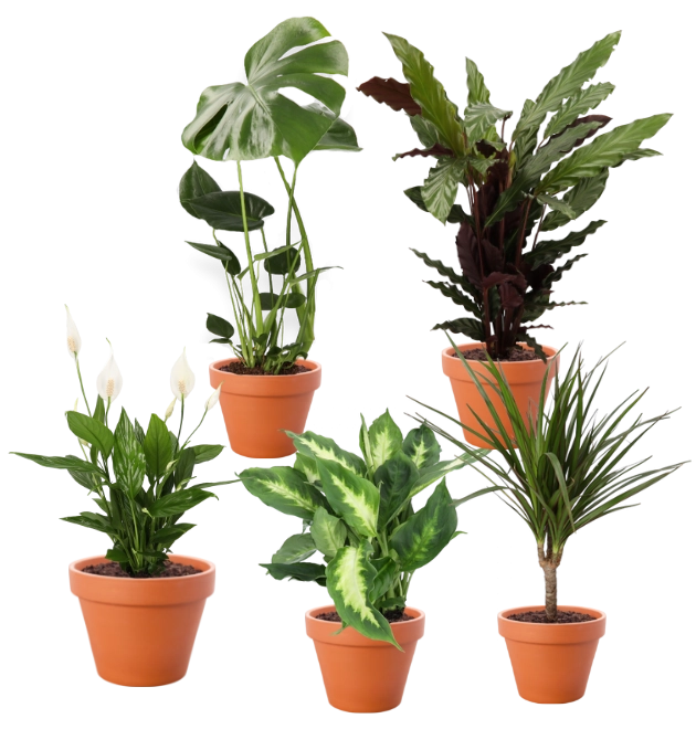 5er-Set-Monstera (55-70cm), Spathiphyllum (40-50cm), Dieffenbachia (40-50cm), Dracaena (40-50cm), Calathea (45-55cm)