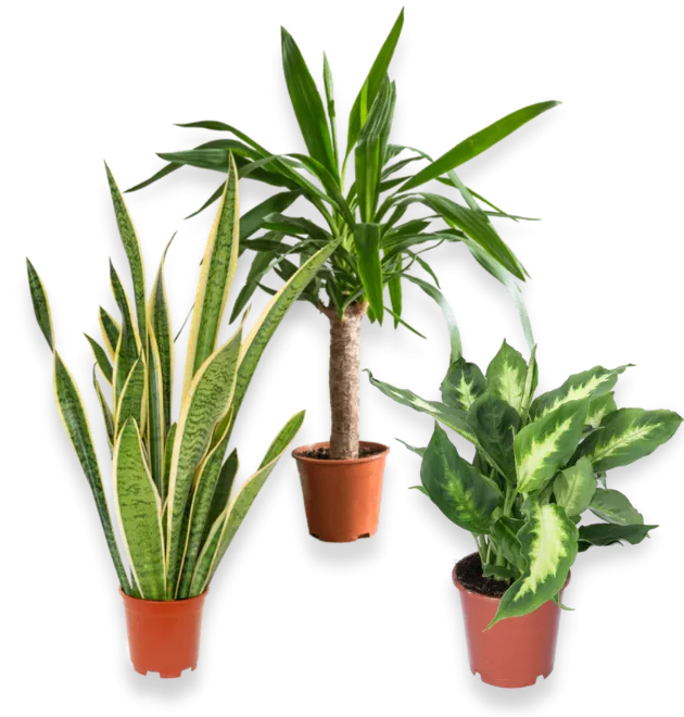 3er-Set-Sansevieria (50-60cm)-Yucca (45-55cm)-Dieffenbachia (40-50cm)