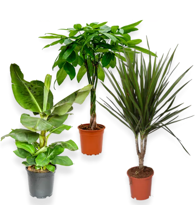3er-Set-Pachira (40-50)-Bananenpflanze (50-60cm)-Dracaena (55-65cm)