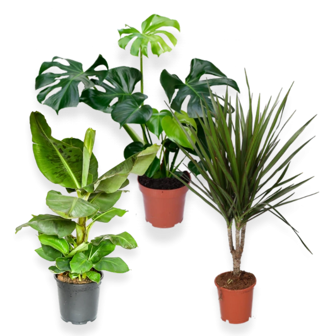 3er-Set-Monstera (55-65cm)-Bananenpflanze (50-60cm)-Dracaena (55-65cm)