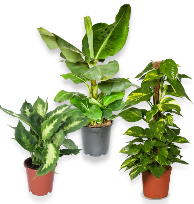 3er-Set-Bananenpflanze (50-60cm)-Dieffenbachia (40-50cm)-Efeutute (60-70cm)