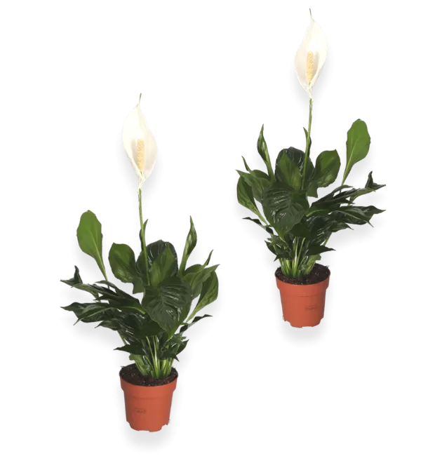 2er-Set-Spathiphyllum (50-60cm)