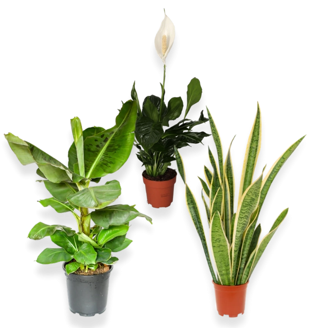 3er-Set-Sansevieria (50-60cm)-Bananenpflanze (50-60cm)-Spathiphyllum (60-70cm)