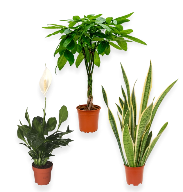 3er-Set-Pachira (40-50cm)-Spathiphyllum (60-70)-Sansevieria (40-50cm)