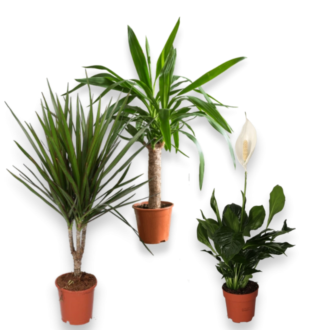 3er-Set-Spathiphyllum (60-70cm)-Dracaena (55-65cm)-Yucca (45-55cm)