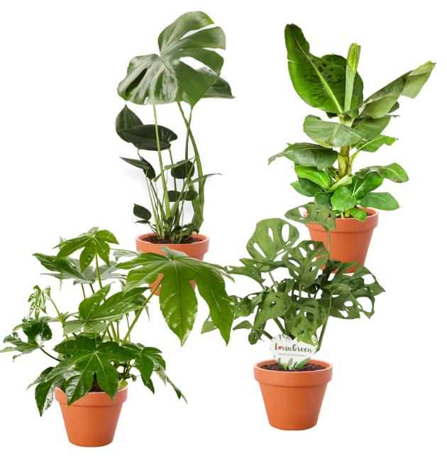 4er-Set-Monstera (55-70cm)-Bananenpflanze (50-60cm)-Fatsia (55-70cm)-Monstera Adansonii (30-45cm)