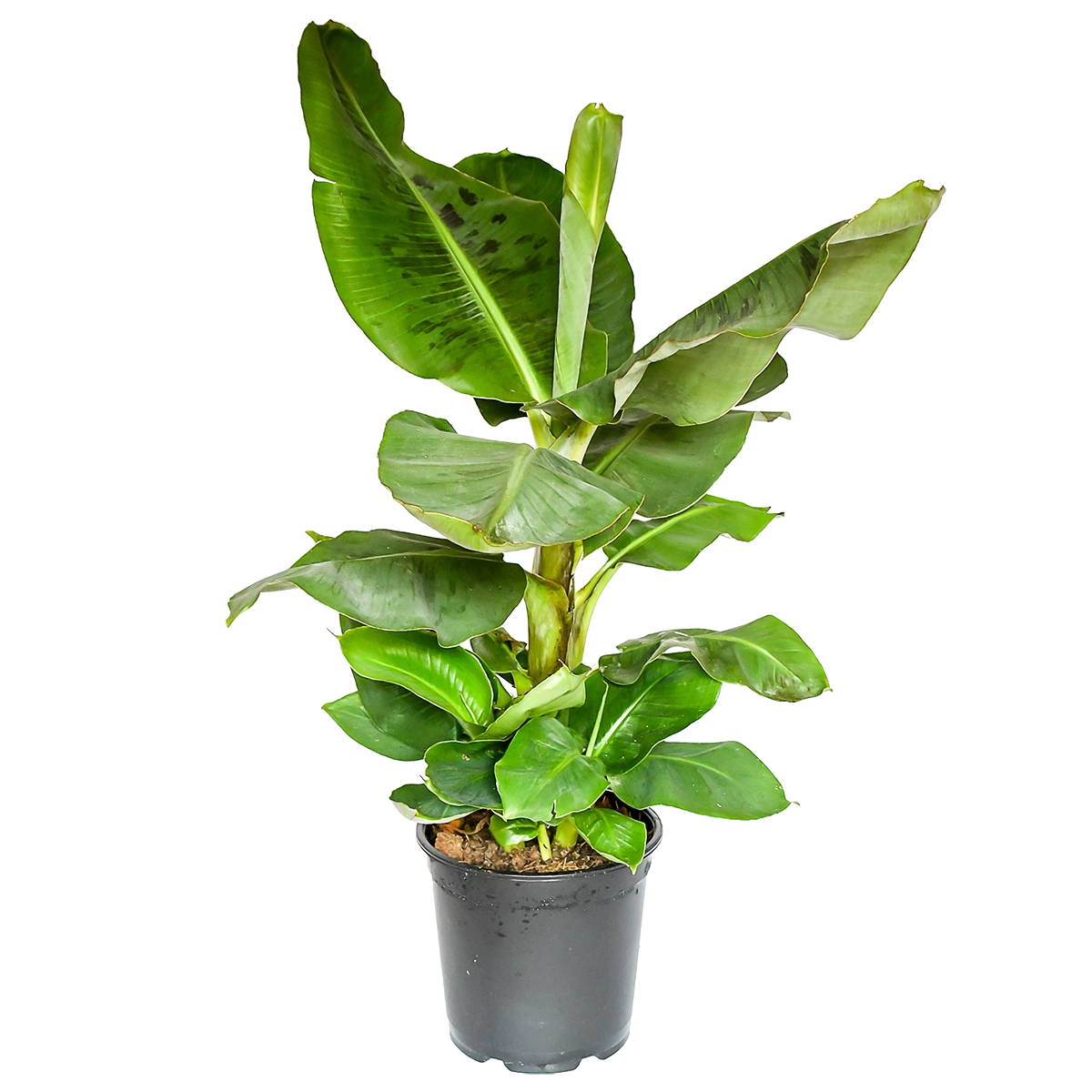 Bananenpflanze - Musa Dwarf Cavendish (50-60cm)