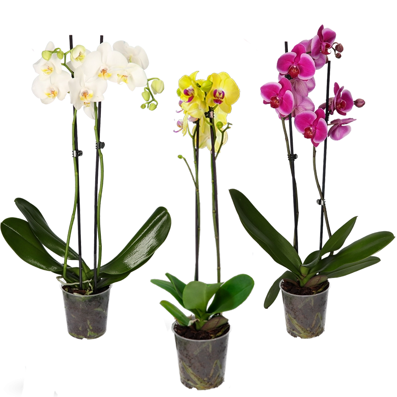 3er-Set | Orchideen | +/- 55-60cm | ø 12-15cm Topf