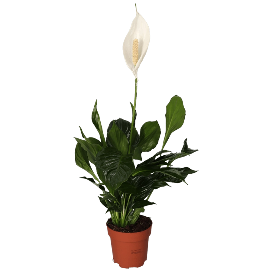 Scheidenblatt - Spathiphyllum (50-60cm)
