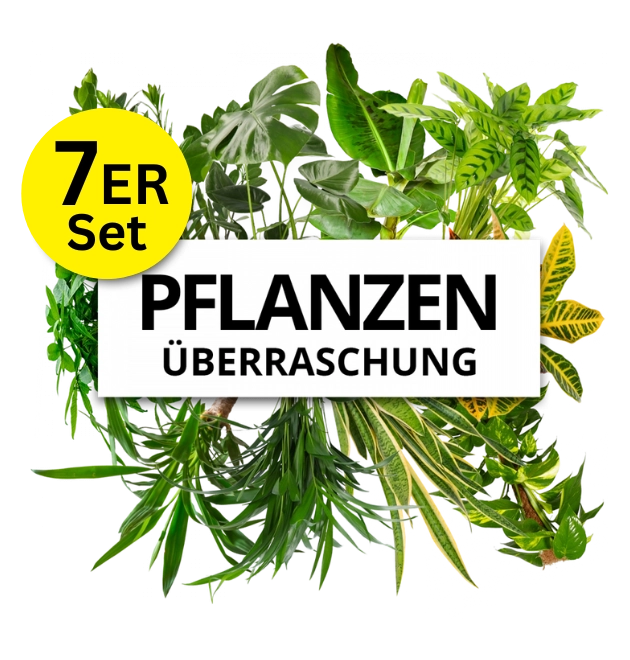 7er-Set Pflanzenüberraschung (30-60cm)