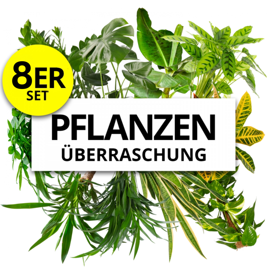 Günstige Pflanzen online bestellen im Sale PflanzePlus.de